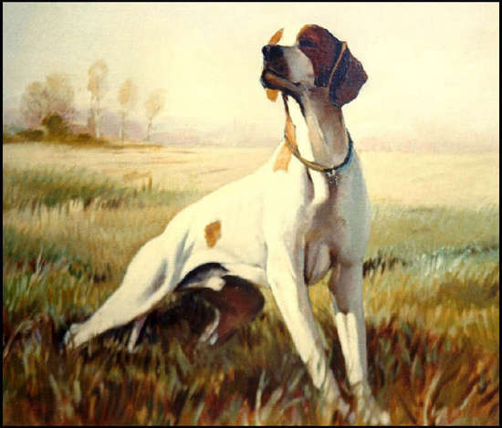 Pointer - Cane da Caccia